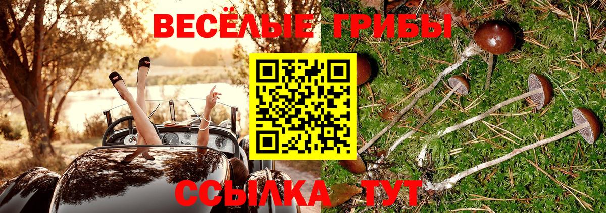 Галлюциногенные грибы Psilocybe Вышний Волочёк
